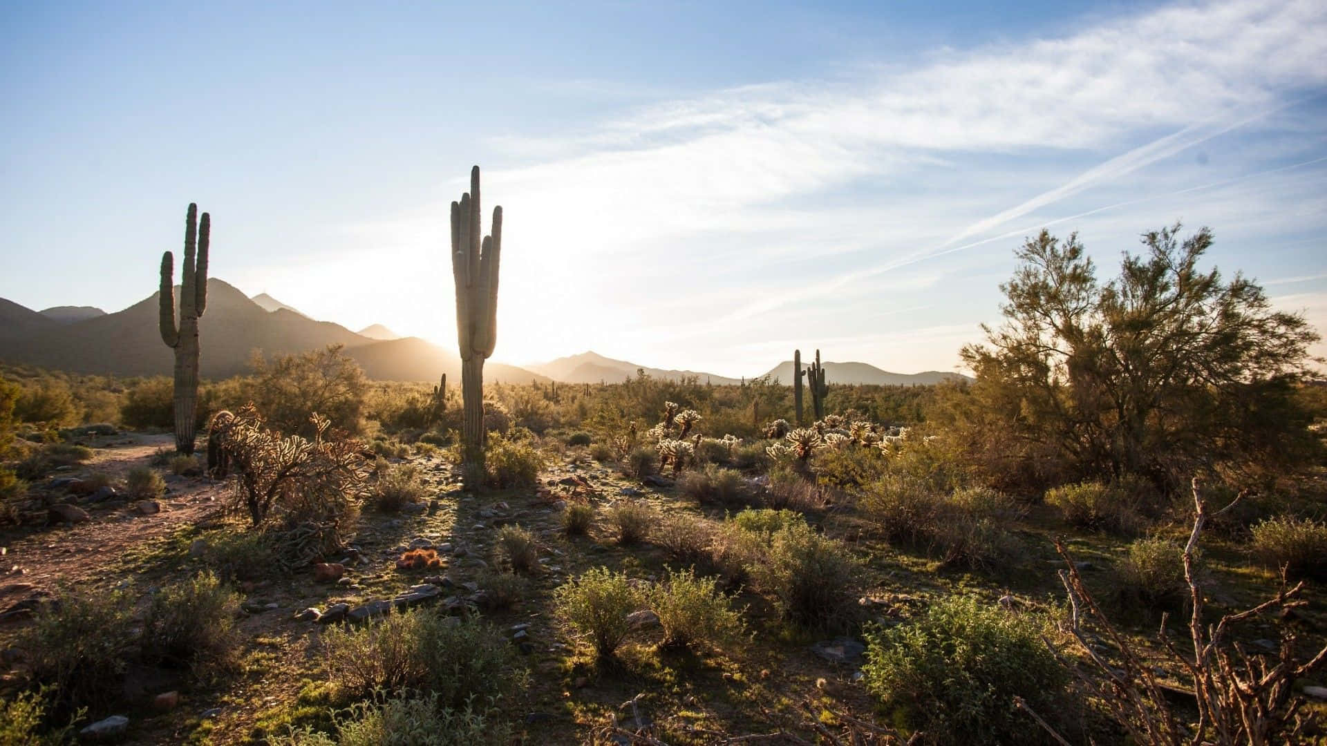 Cactus 桌布 壁紙 — 夕陽以金色光芒沐浴沙漠景觀，突顯高大的薩瓜羅仙人掌和遠山，在柔和的藍天下。