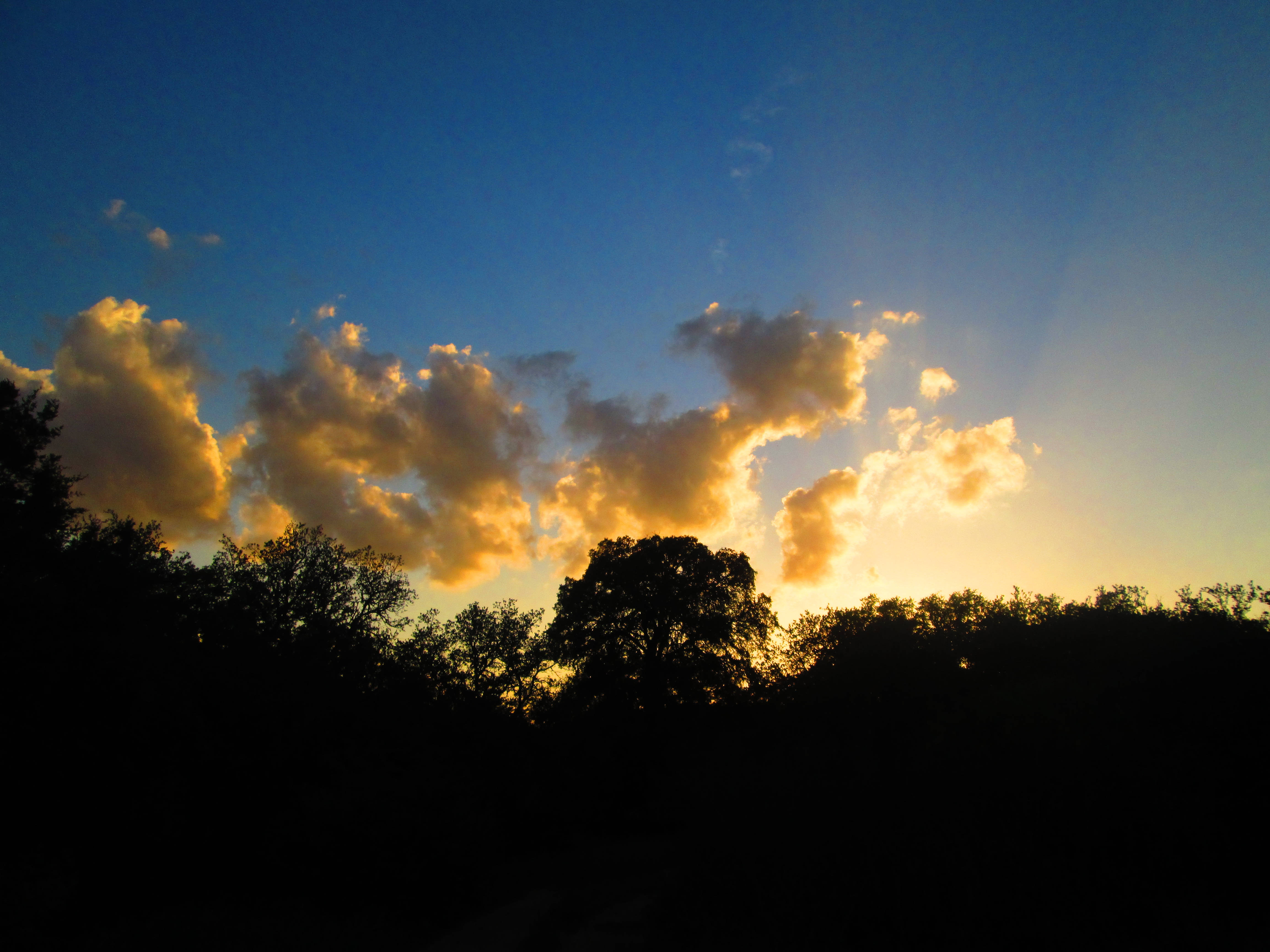 日落 桌布 壁紙 — 夕陽光線穿透金色雲層，映襯著深藍天空上黑暗樹木的剪影。