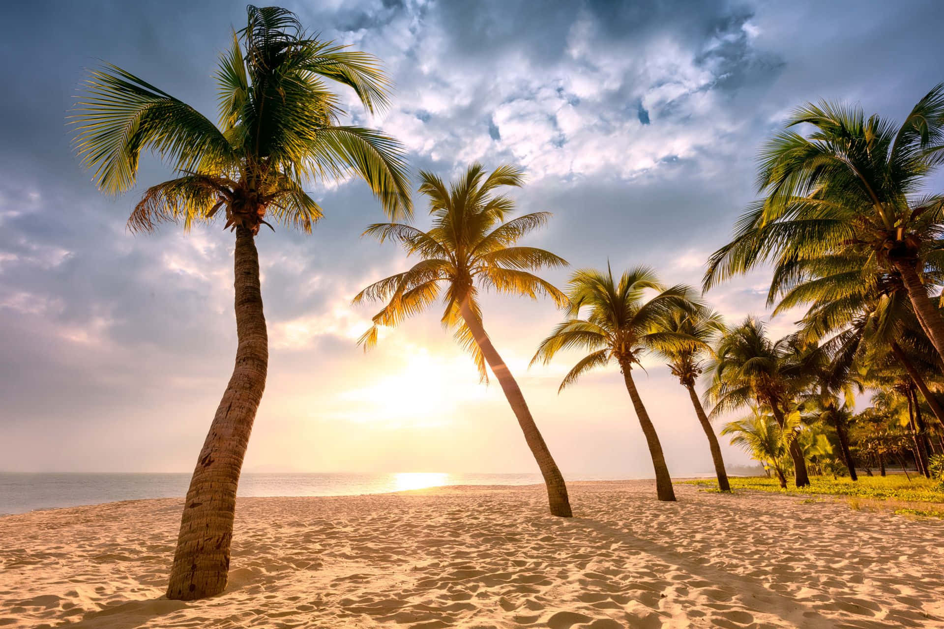Coconut Tree 桌布 壁紙 — 夕陽在傾斜的棕櫚樹後發光，在戲劇性的雲層下於金色沙灘上投下長長的影子。