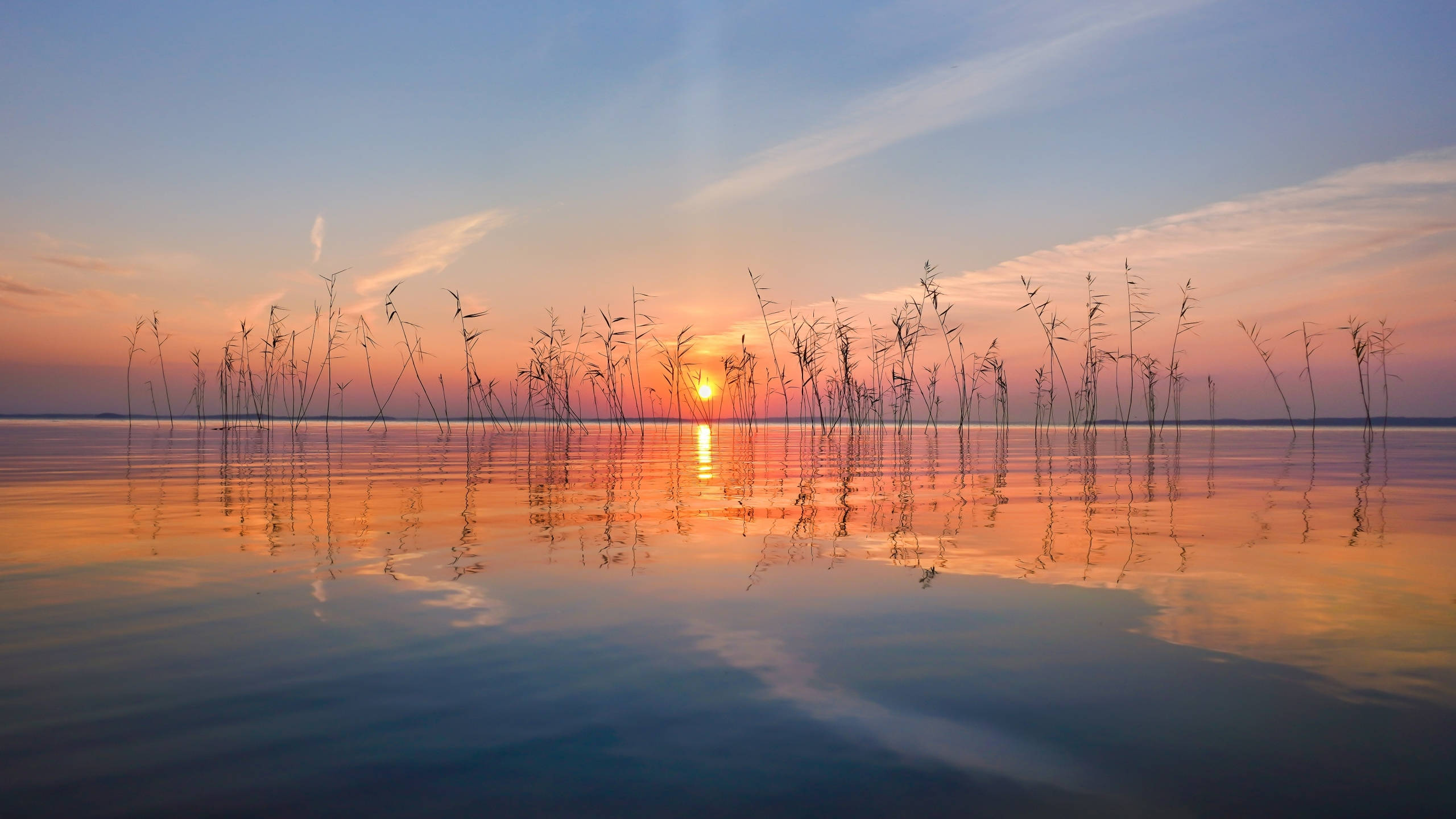 2560x1440 nature 桌布 壁紙 — 夕陽在平靜的水面上閃耀，蘆葦在漸變的天空襯托下形成剪影，完美地倒映在水面下。