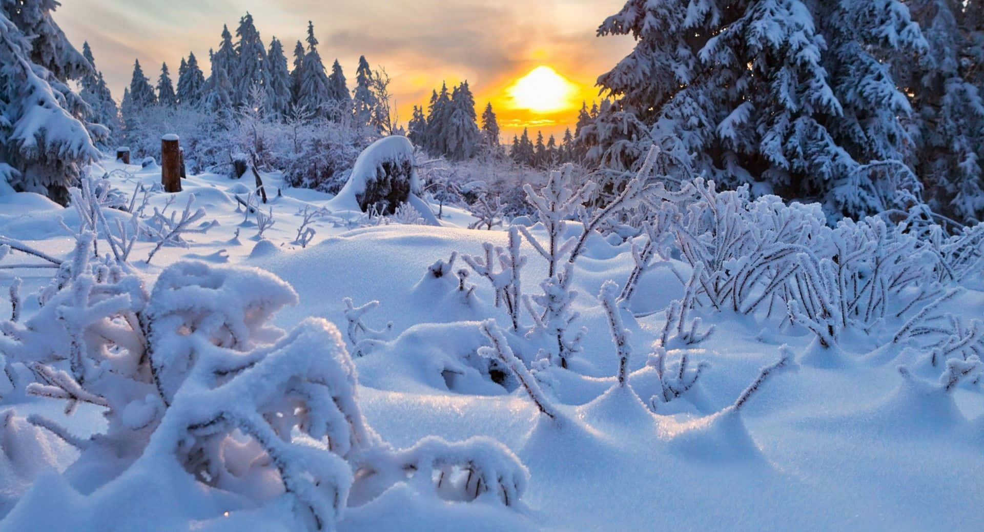 Winter Scenery Desktop 桌布 壁紙 — 夕陽在積雪的松樹後溫暖地發光，霜凍的樹枝和雪堆覆蓋著寧靜的冬季森林地面。