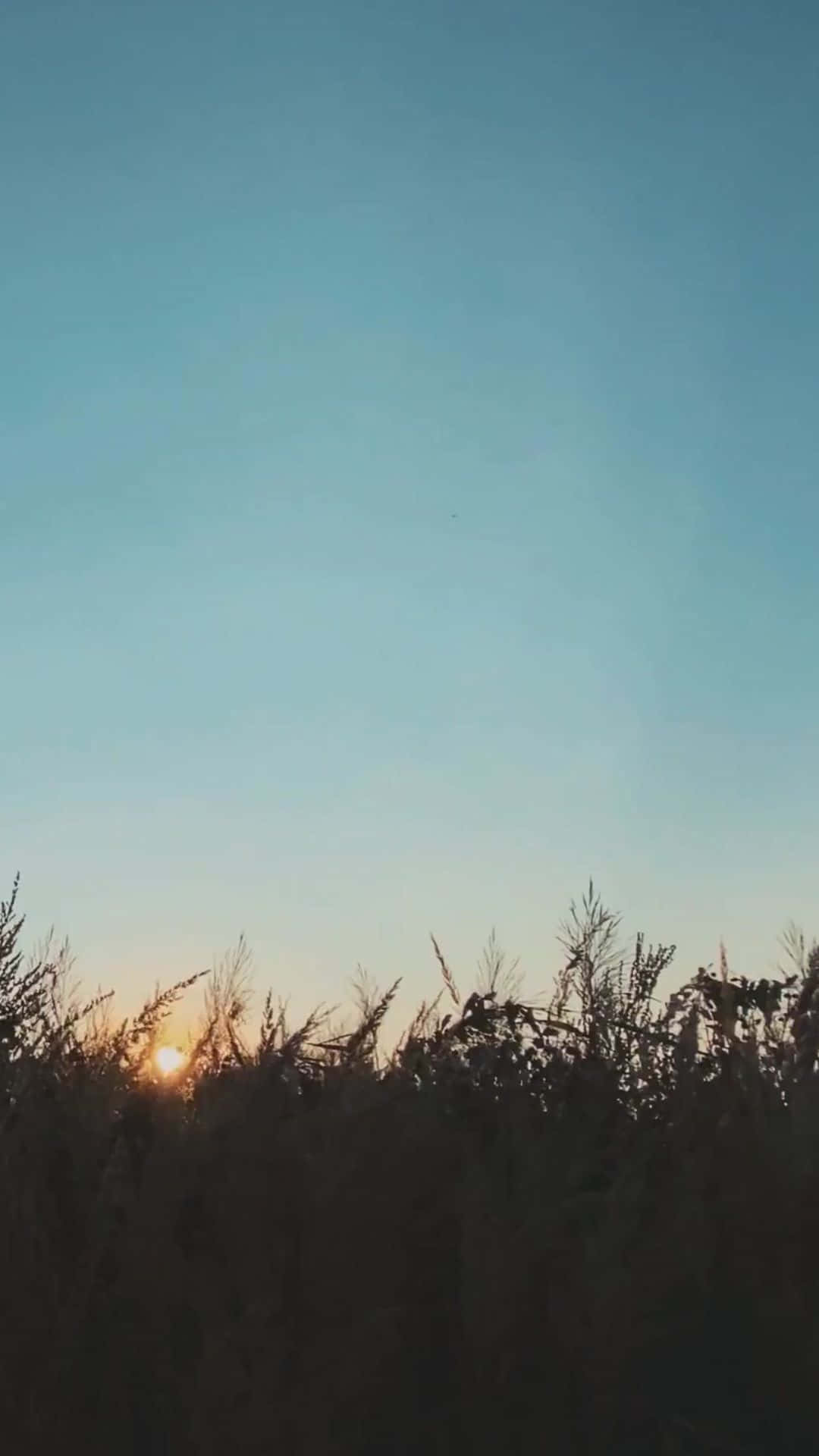 sun rize 壁紙 — 夕陽在高草剪影後發光，映襯著漸變的藍色天空。