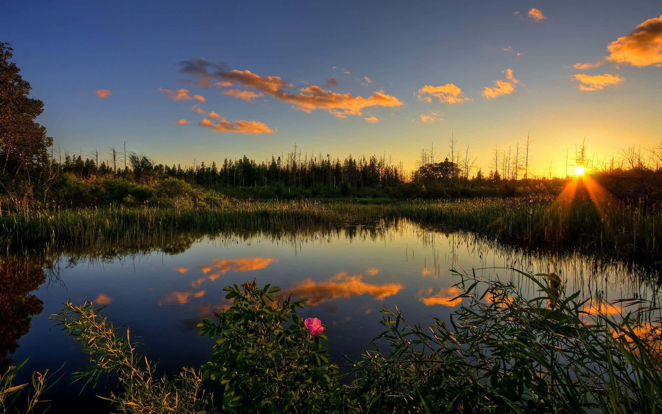 Pond 桌布 壁紙 — 夕陽將天空和水面染成溫暖的金色和橙色，前景蘆葦中一朵粉紅花盛開。