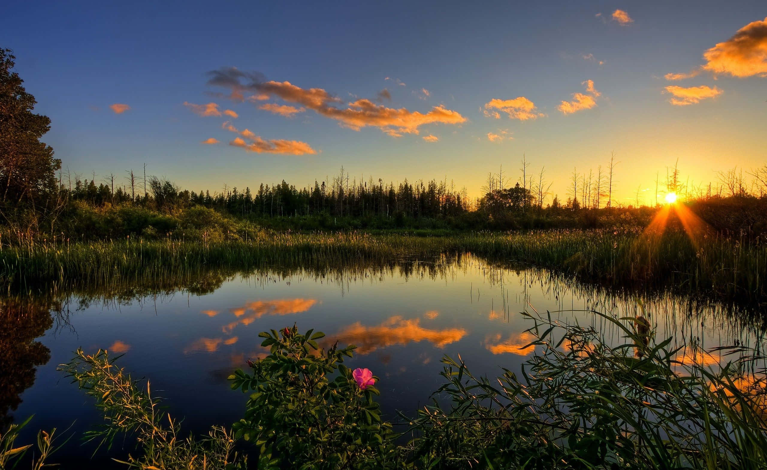 Spring Sunset 桌布 壁紙 — 夕陽將天空和雲彩染成溫暖的金色，平靜的沼澤水面倒映著樹木和前景中的一朵粉紅色花朵。