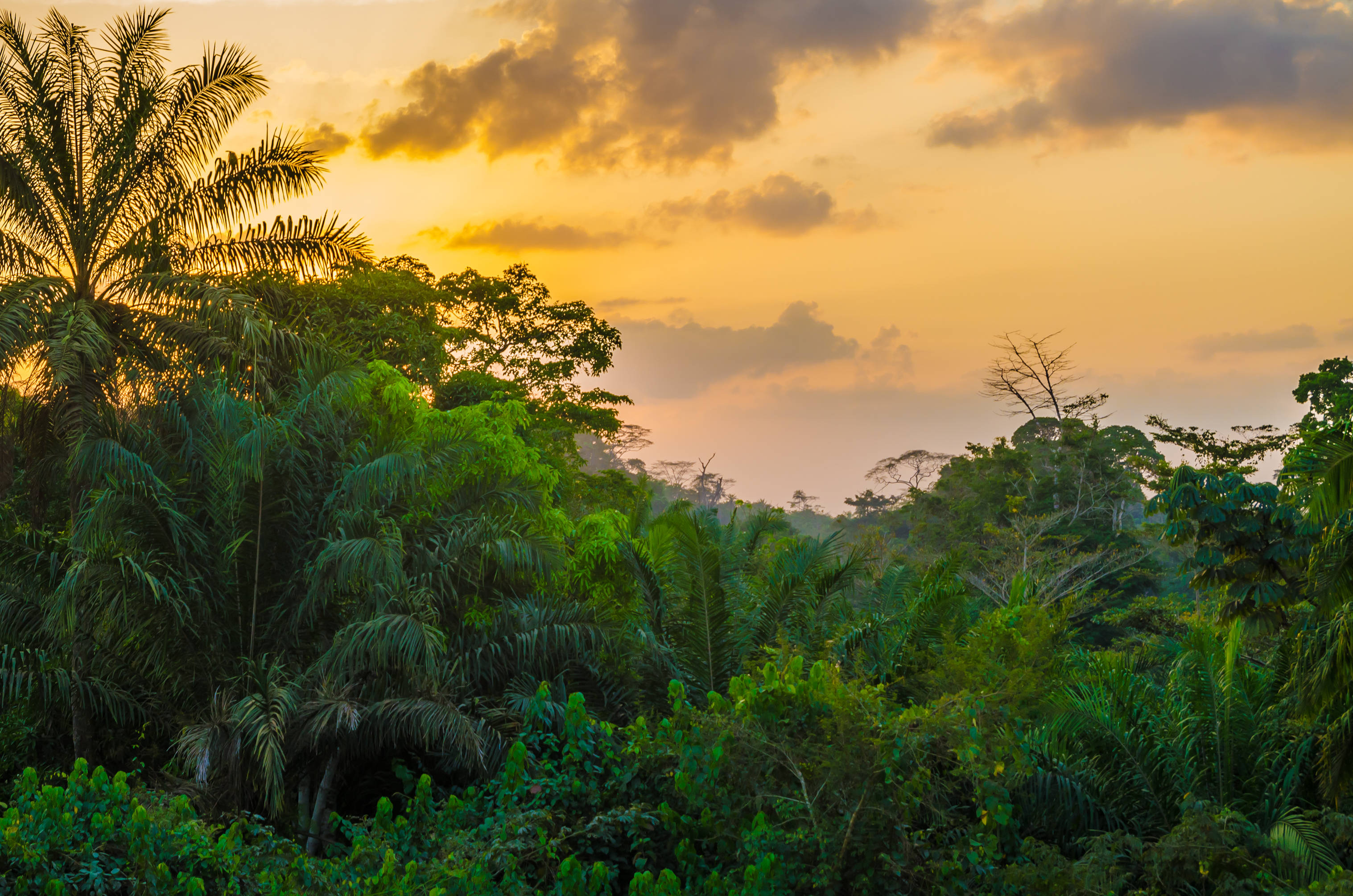 Liberia 桌布 壁紙 — 夕陽將天空染成溫暖的金色和橙色，映照在茂密的熱帶叢林上，叢林裡滿是棕櫚樹和翠綠的樹葉。