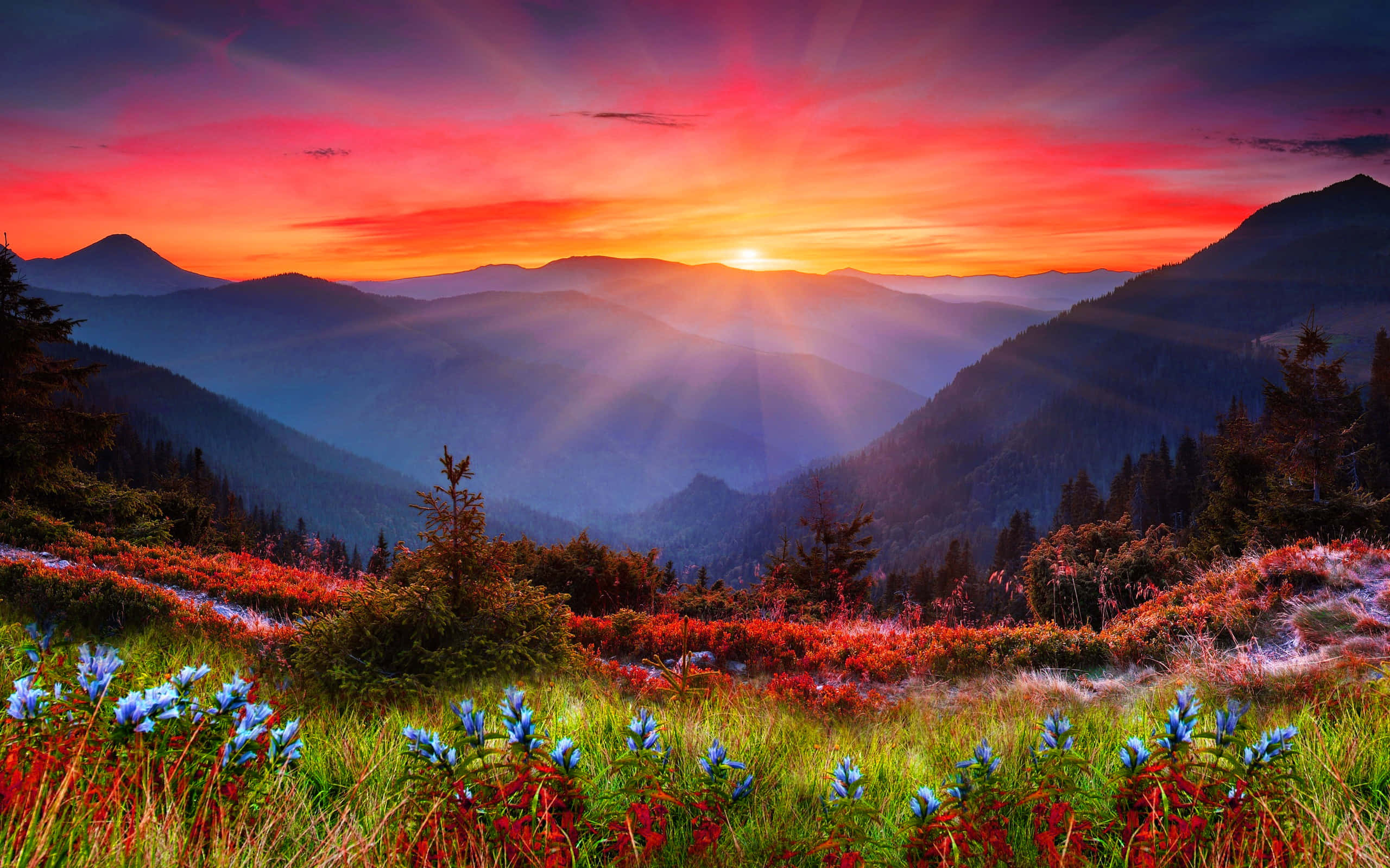 Mountain Aesthetic 桌布 壁紙 — 夕陽將山谷染成火紅和橙色，前景的草叢中藍色野花盛開。