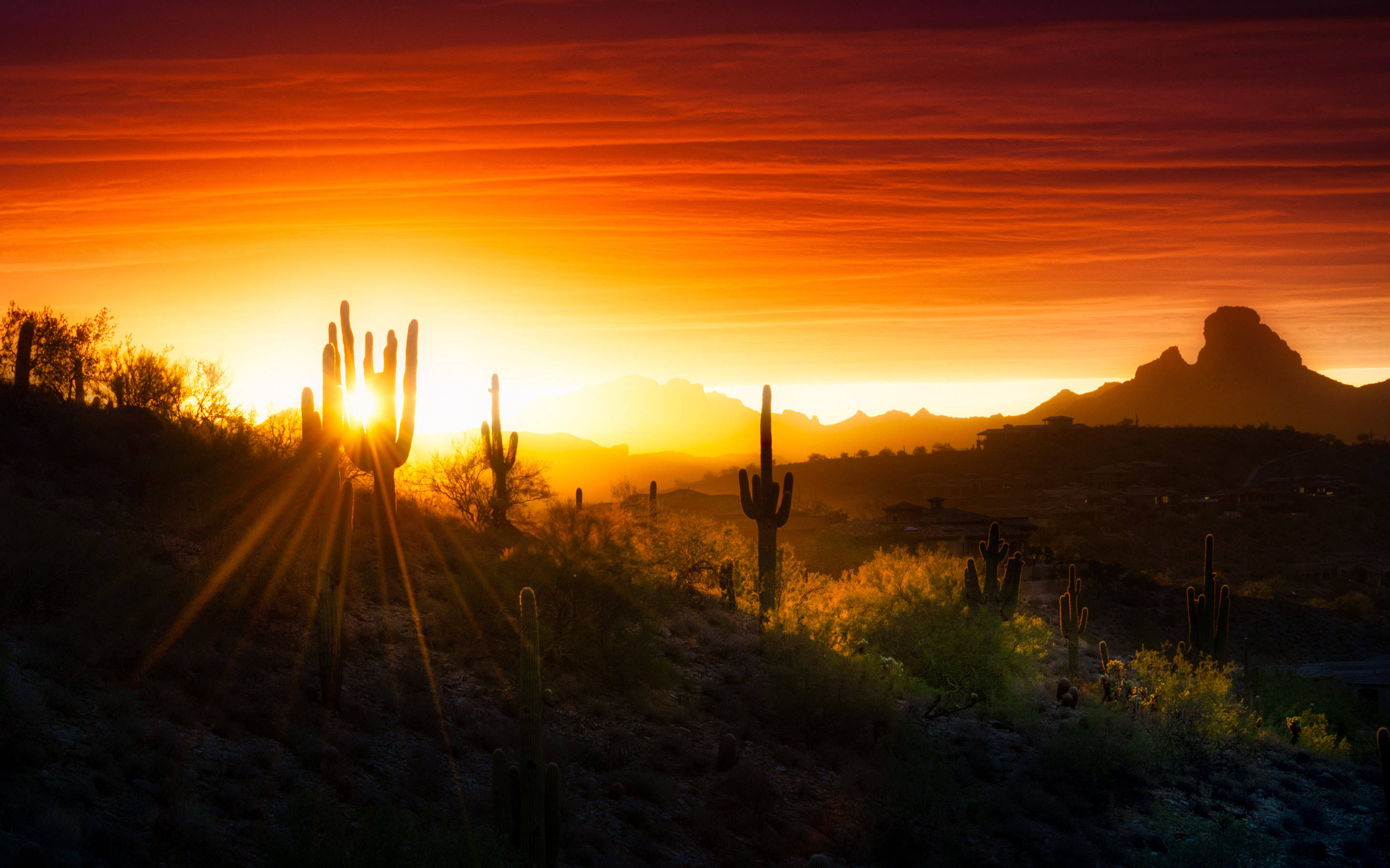 Arizona 桌布 壁紙 — 夕陽將沙漠天空染成火紅的橙色和紅色，仙人掌的剪影在發光的地平線上矗立。