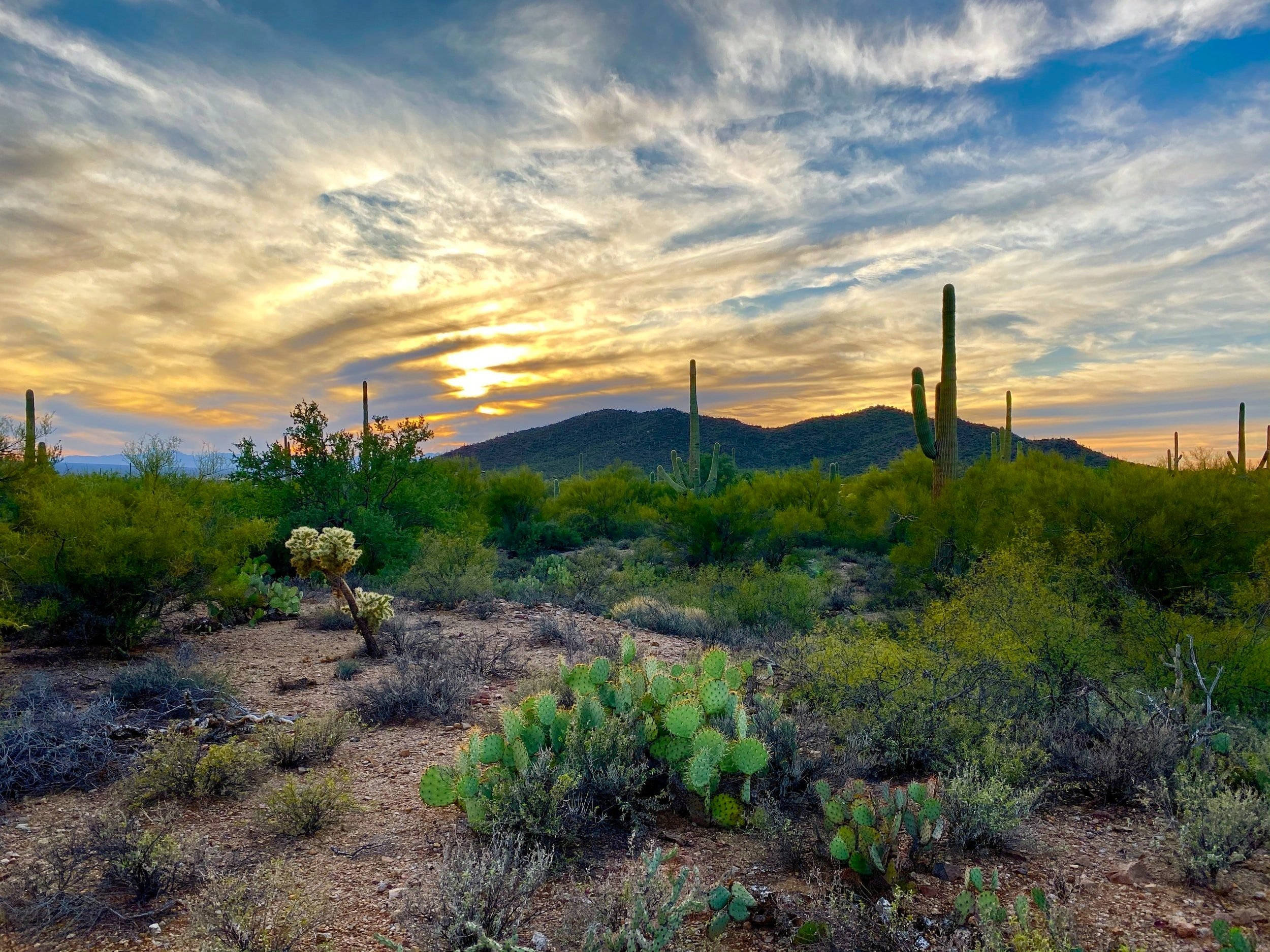 Arizona 桌布 壁紙 — 夕陽將沙漠天空染成金色和橙色，映襯著薩瓜羅仙人掌和遠山。