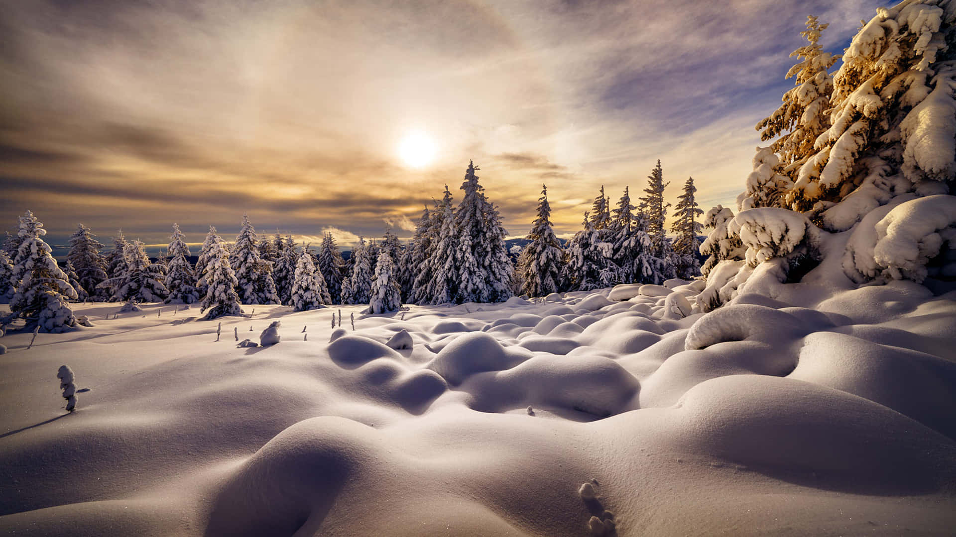 1920x1080 Winter 桌布 壁紙 — 夕陽將白雪覆蓋的松樹和起伏的雪堆沐浴在溫暖的金色光芒中，映襯著柔和的多雲天空。