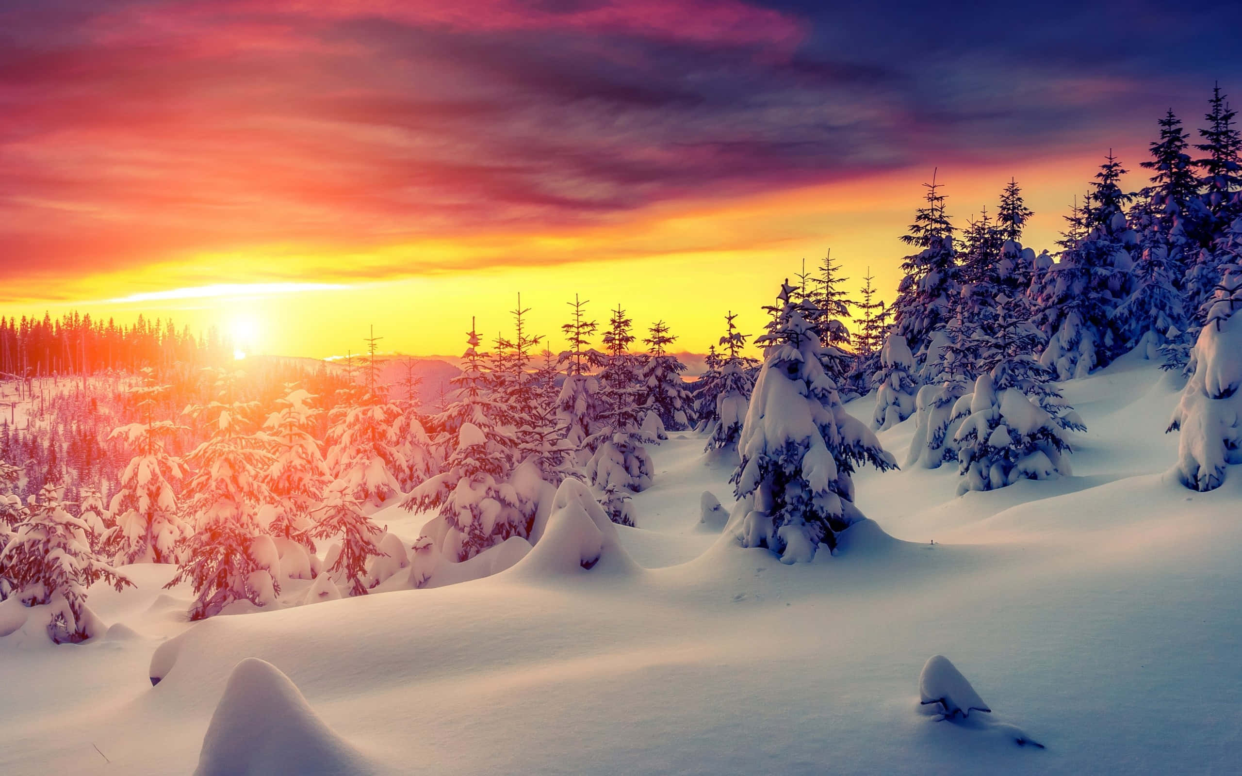 Beautiful Winter 桌布 壁紙 — 夕陽將白雪覆蓋的松樹林染成火熱的橙色和紫色色調，在純淨的白雪上投下長長的陰影。