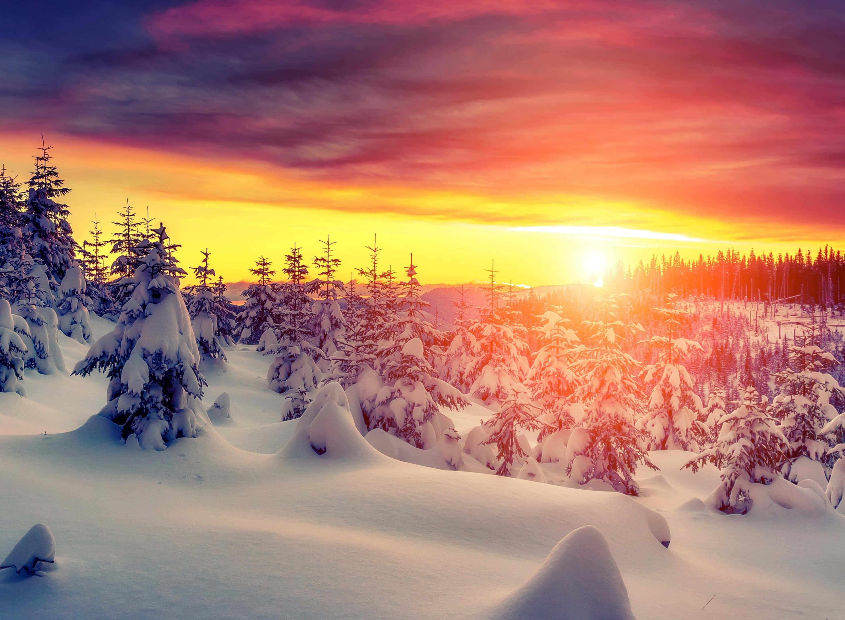 Winter Sun 桌布 壁紙 — 夕陽將白雪覆蓋的松樹林染成火熱的橙色和紫色色調，映襯著冬日的天空。