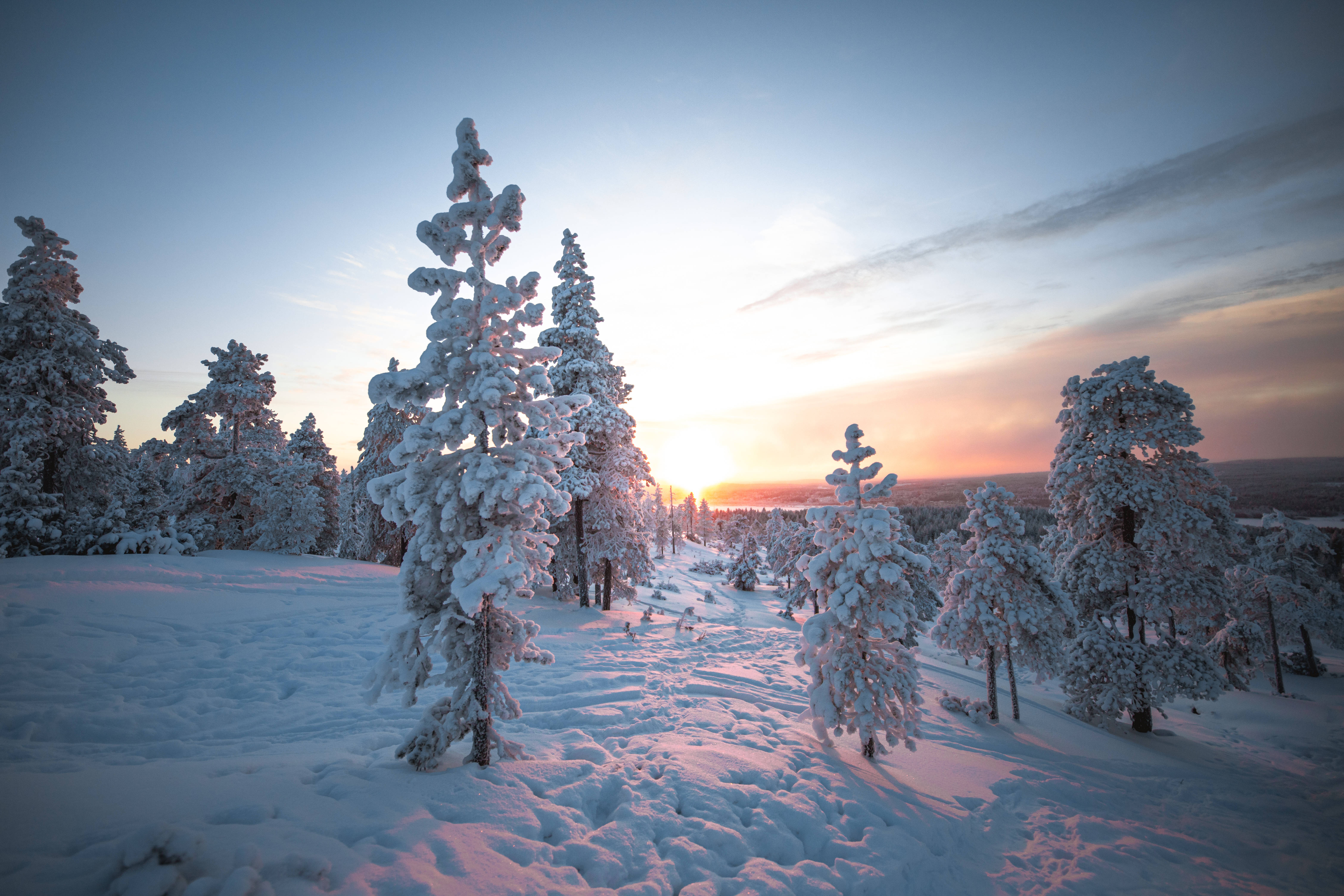 Finland 桌布 壁紙 — 夕陽將白雪覆蓋的松樹染成柔和的粉紅色和金色，白雪覆蓋了寂靜的冬季森林地面。