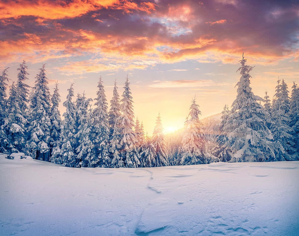 winter solstice 桌布 壁紙 — 夕陽將白雪覆蓋的松樹染成火熱的橙色和紫色色調，映襯著冬日仙境。
