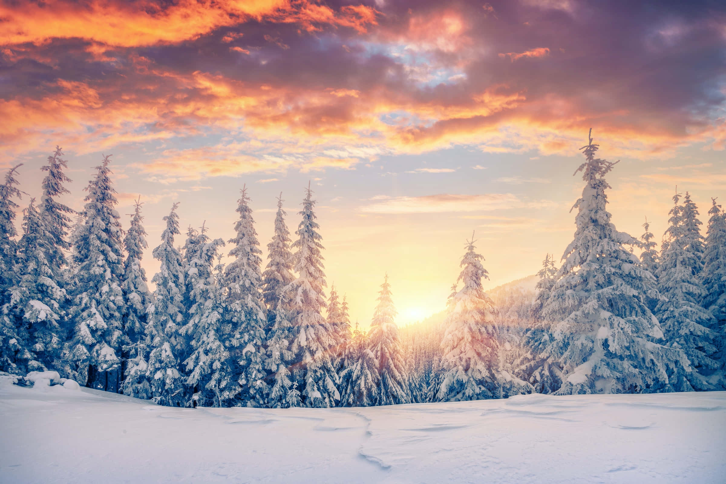 冬天 桌布 壁紙 — 夕陽將白雪覆蓋的松樹染成火熱的橙色和紫色，映襯著冬日仙境。