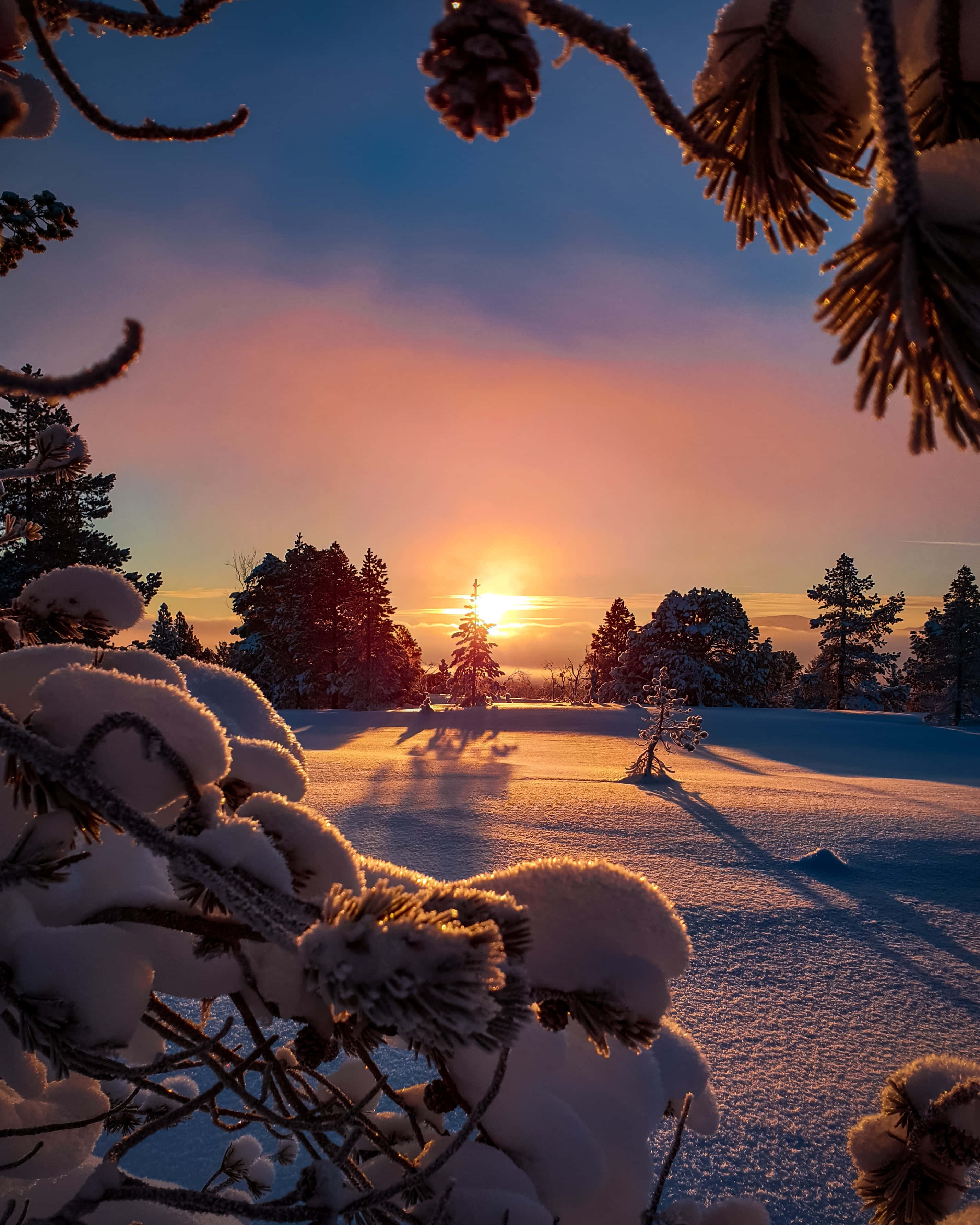 Beautiful Amazing 桌布 壁紙 — 夕陽將積雪的松樹枝和森林染成溫暖的金色和粉紅色，映襯著清澈的冬日天空。