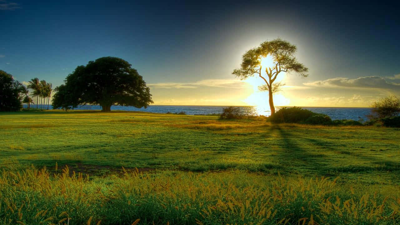 高清 桌布 壁紙 — 夕陽將草地沐浴在金色光芒中，剪影樹木矗立在海平線上。