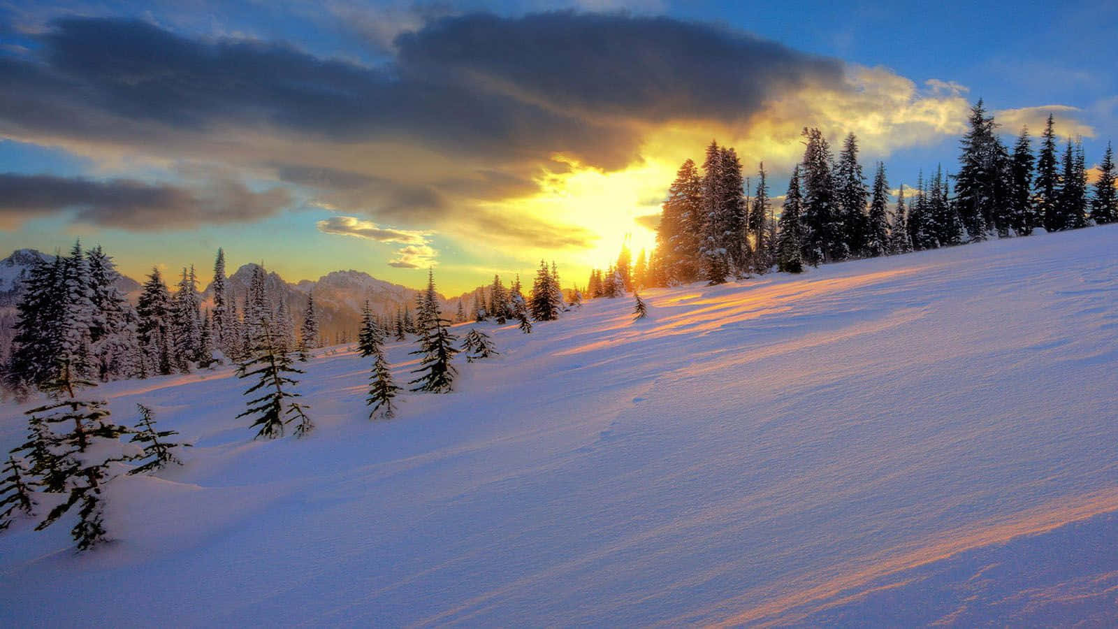 Winter Sunset 桌布 壁紙 — 夕陽將雪山和松樹染成金色光芒，映襯著戲劇性的雲層。