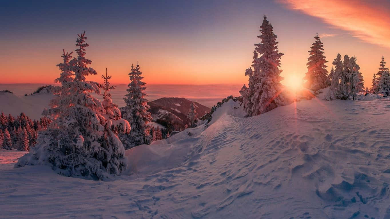 1364x768 桌布 壁紙 — 夕陽將雪山和結霜的松樹染上溫暖的橙色和紫色色調。