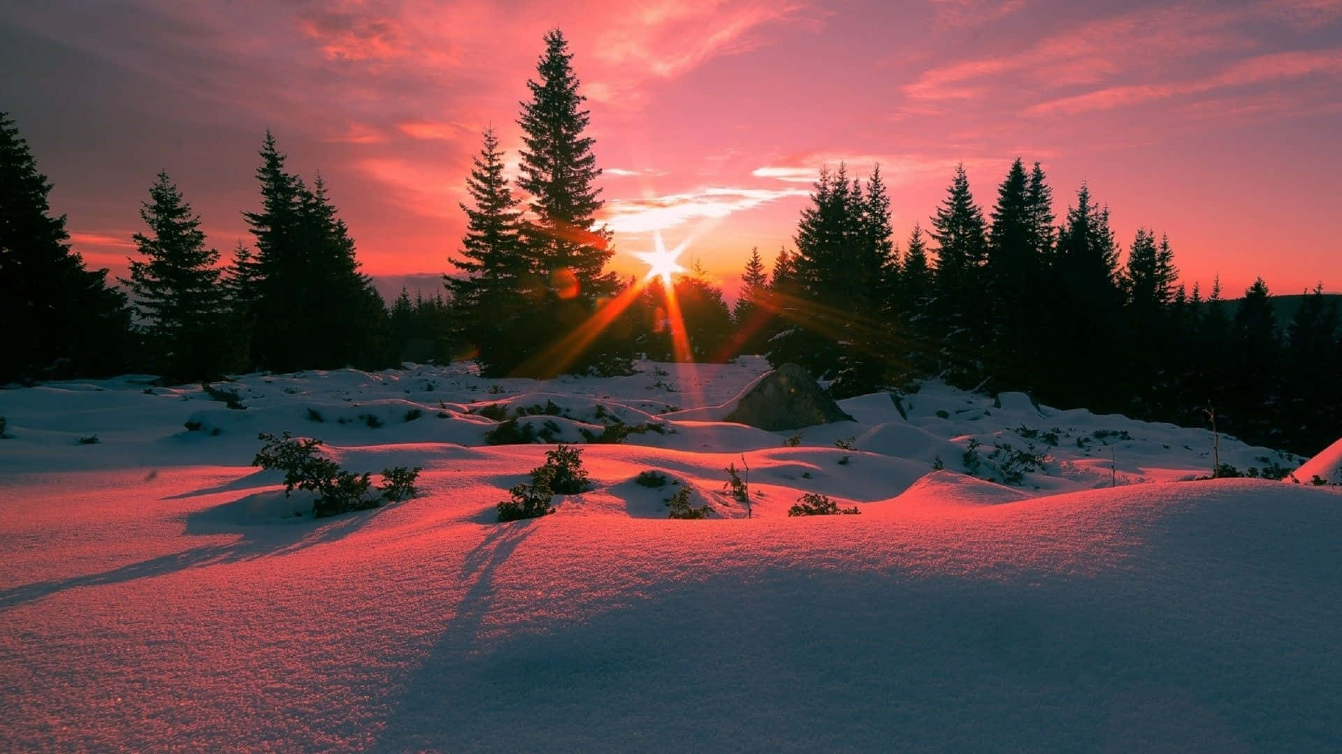 Winter Sun 桌布 壁紙 — 夕陽將雪林染成火熱的粉紅色和橙色色調，在雪堆上投下長長的影子。