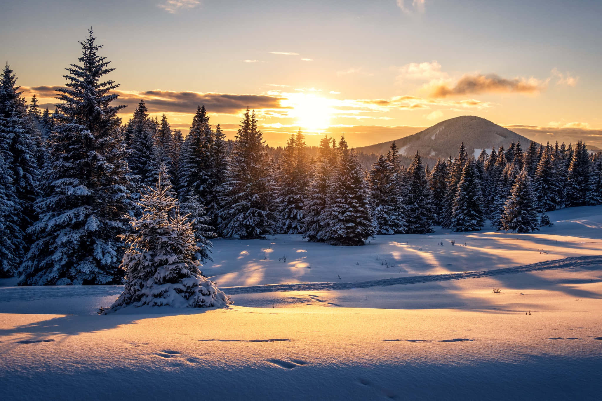 Winter Sun 桌布 壁紙 — 夕陽溫暖地照耀在積雪的松樹和寧靜的冬日草地上，柔和的陰影延伸穿過田野。