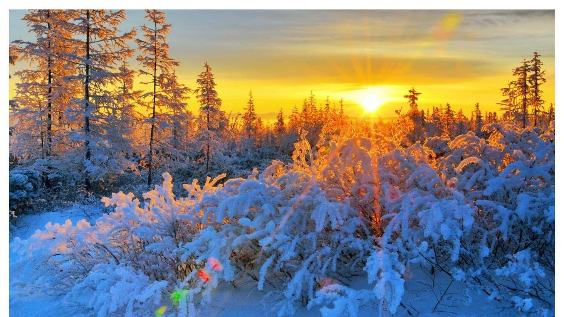 Winter Sun 桌布 壁紙 — 夕陽溫暖地照耀著白雪覆蓋的松樹和灌木叢，營造出寧靜的冬日森林。