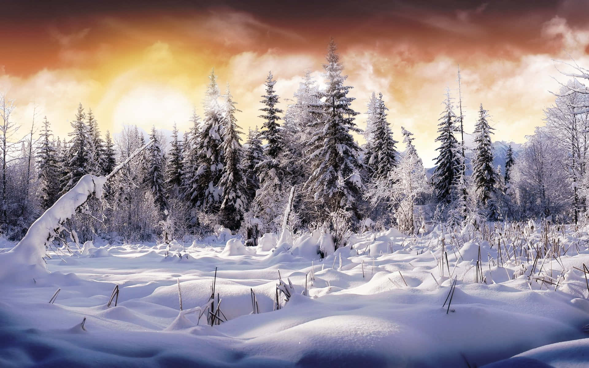 桌布 壁紙 — 夕陽溫暖地照耀著白雪覆蓋的松樹林，樹木掛滿霜雪，積雪深厚。