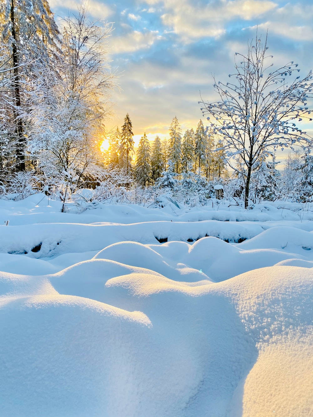 日出 桌布 壁紙 — 夕陽溫暖地穿過被雪覆蓋的樹木，在寧靜的冬季森林中將金色光芒投射在起伏的雪堆上。