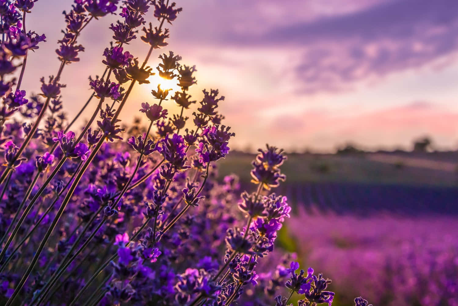 Lavender Field 桌布 壁紙 — 夕陽的光線穿過一片廣闊田野中充滿活力的紫色薰衣草花朵，映襯著柔和的粉紅色和紫色天空。
