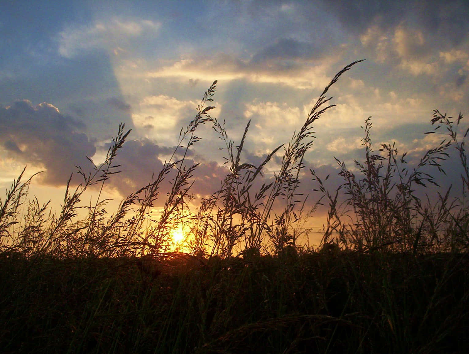桌布 壁紙 — 夕陽的光線穿過雲層，照射在金黃色田野中高草的剪影背後。