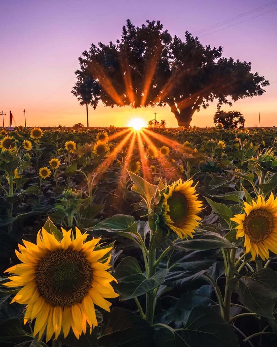 向日葵 桌布 壁紙 — 夕陽的光芒穿過孤樹，照耀在充滿活力的向日葵田上，正值黃金時刻。