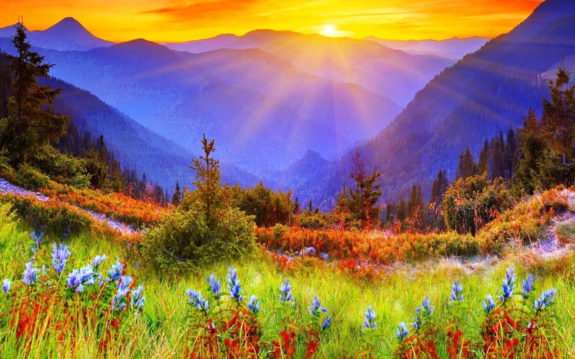 太陽 桌布 壁紙 — 夕陽穿透山峰，將金色光芒灑在充滿色彩繽紛野花和常綠樹的山谷上。