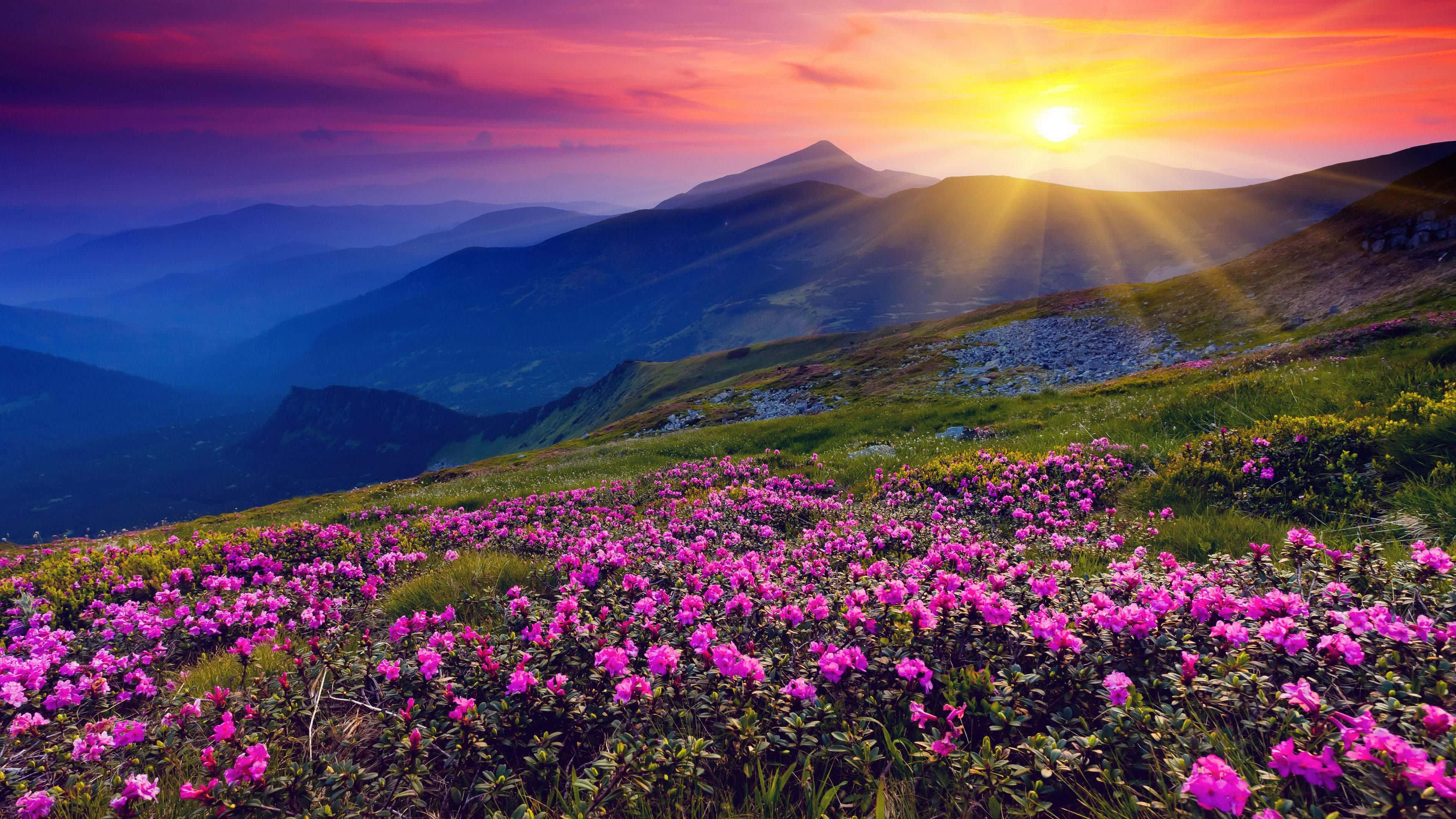 Hill 桌布 壁紙 — 夕陽穿透山峰，照耀在充滿活力的粉紅色野花田上。