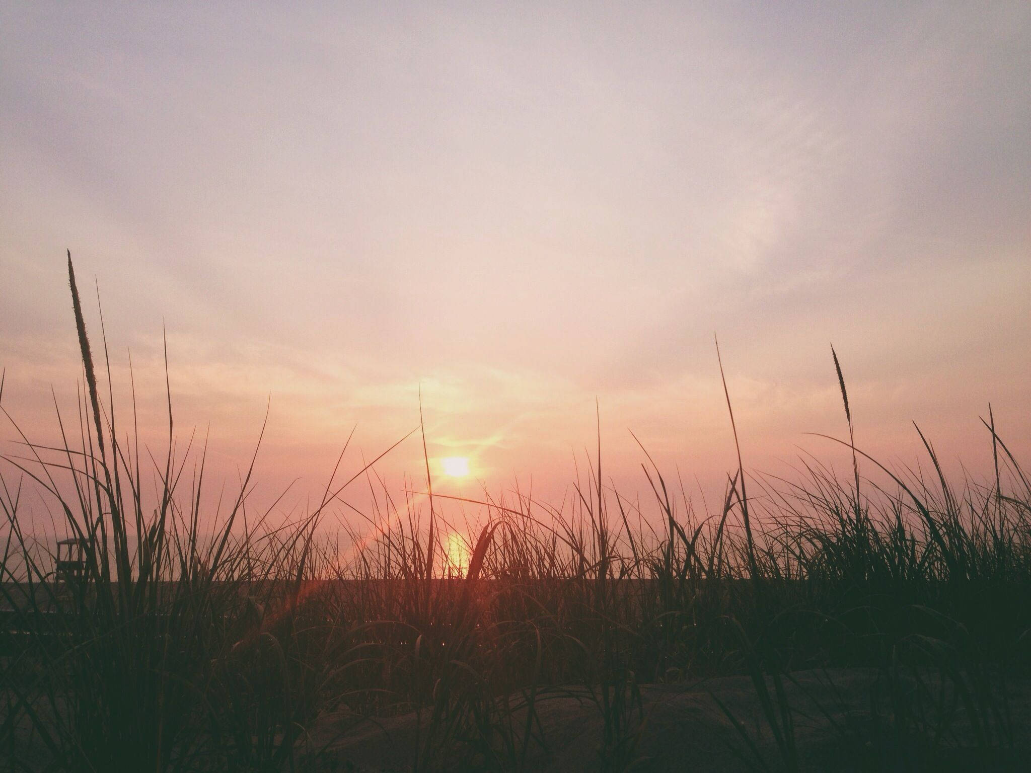 Vsco 桌布 壁紙 — 夕陽穿過剪影的海灘草閃耀，在天空中投射出溫暖的粉紅色和橙色色調。