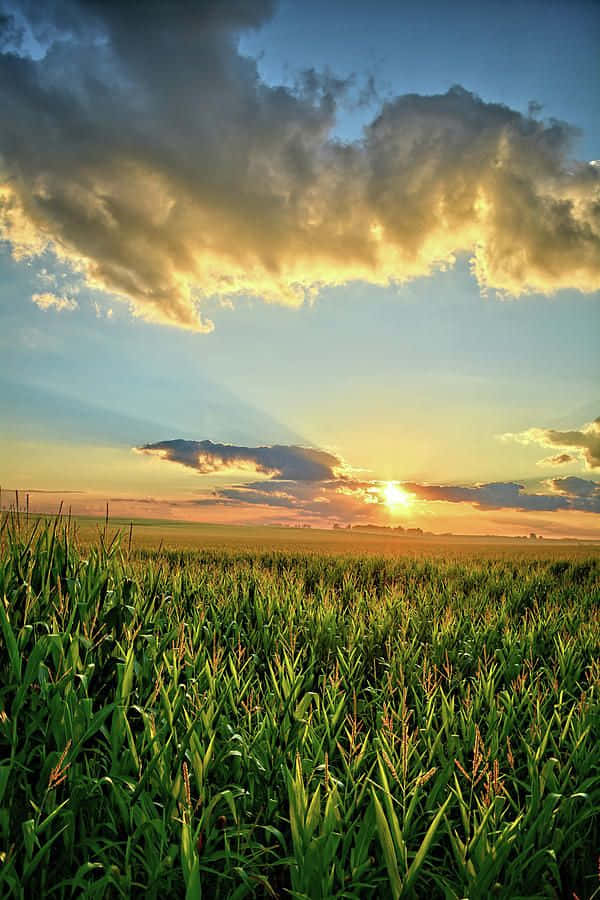 Beautiful Nature 桌布 壁紙 — 夕陽穿過戲劇性的雲層，照耀著延伸到地平線的廣闊綠色玉米田。