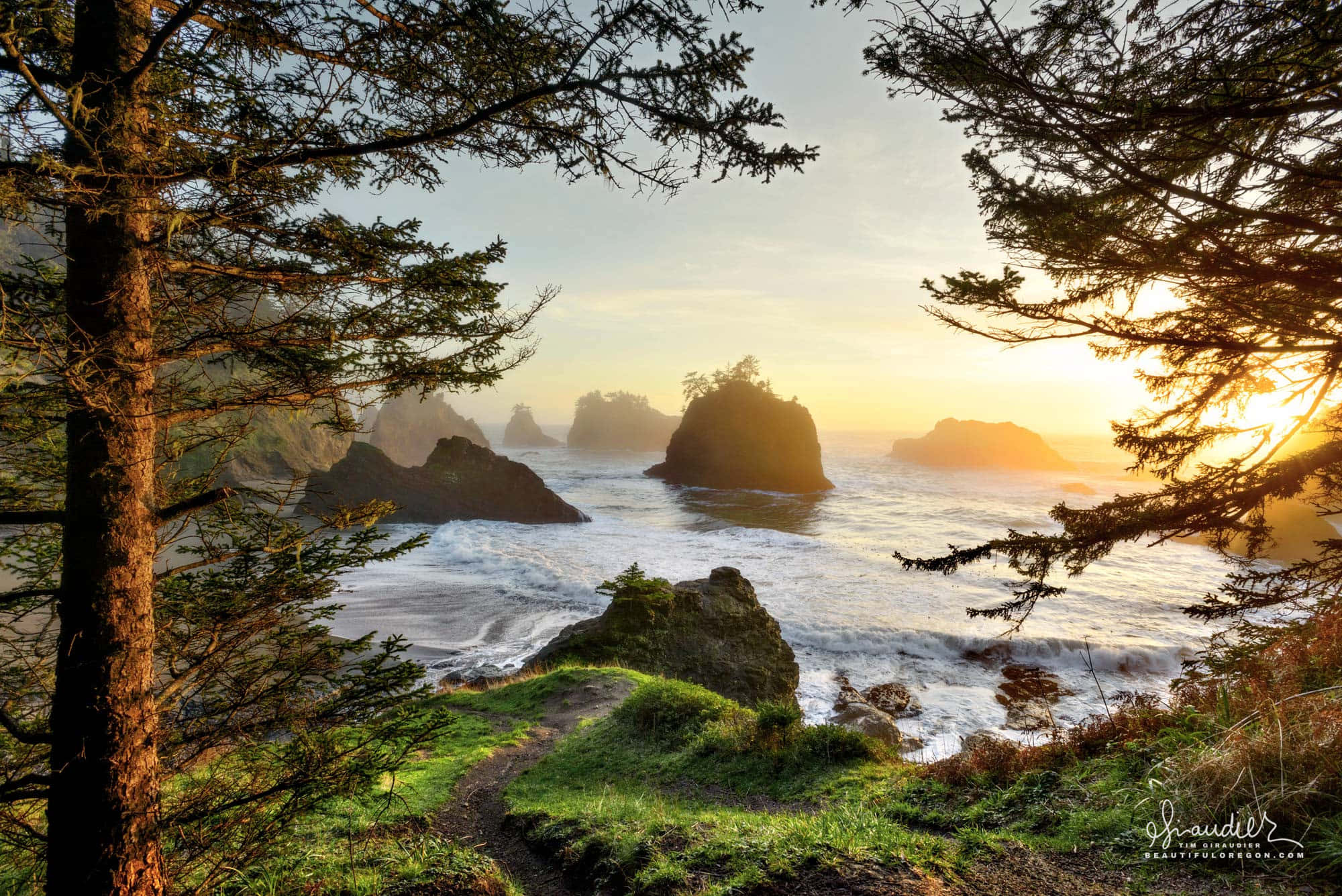 Oregon Coast 桌布 壁紙 — 夕陽穿過松樹枝條，映照著一條崎嶇的海岸小徑，通往霧氣瀰漫的海蝕柱。