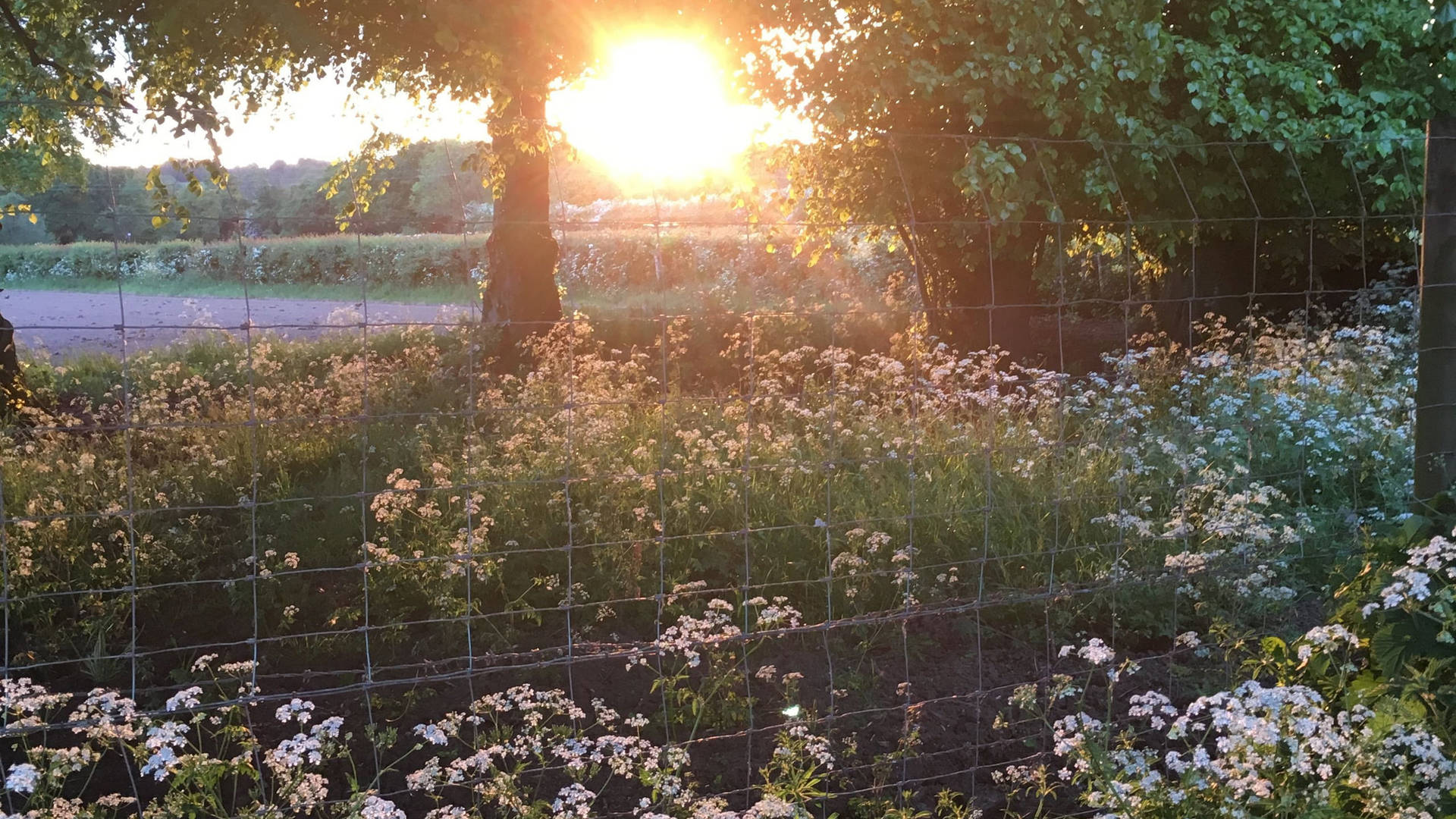 樹後的夕陽透過鐵絲網照亮野花。 — 田園風 GIF 壁紙
