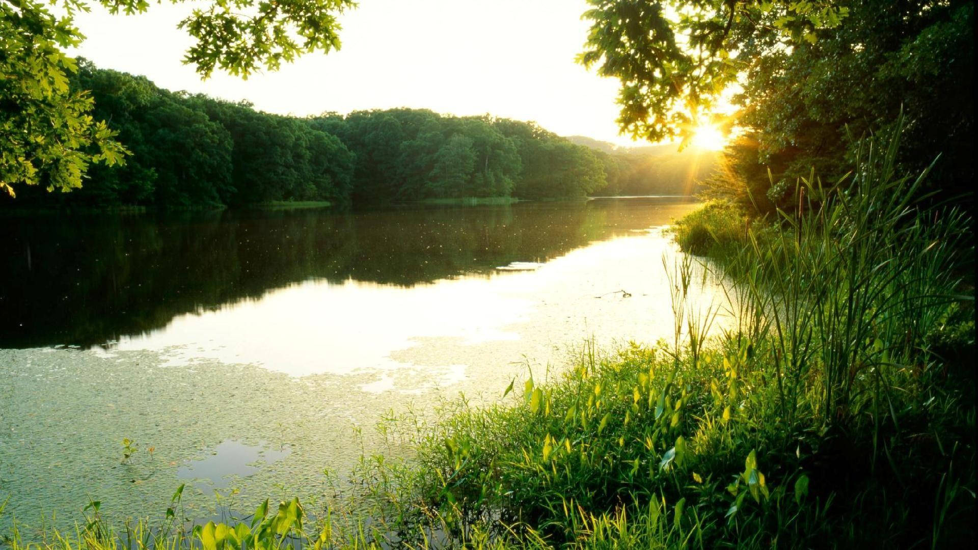 Indiana 桌布 壁紙 — 夕陽穿過樹枝照耀在平靜的湖面上，湖中點綴著睡蓮，四周環繞著茂密的綠植。