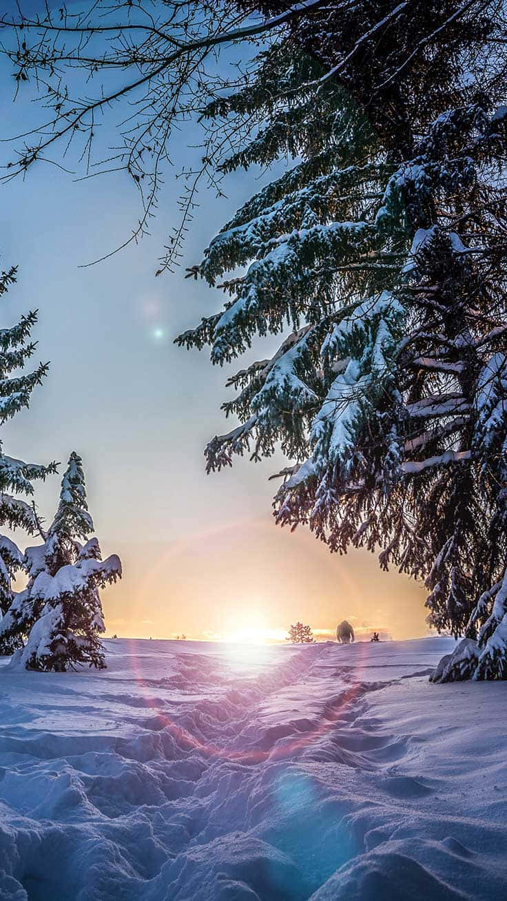 桌布 壁紙 — 夕陽穿過積雪的松樹閃耀，在純淨的冬季景觀上投射出鏡頭光暈。