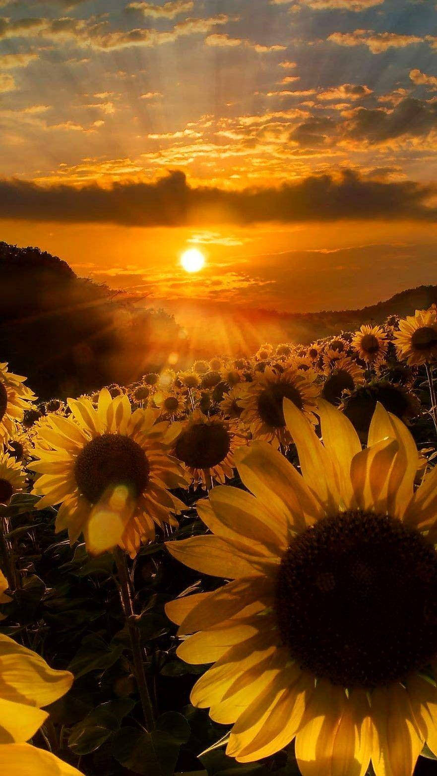 Gambar 桌布 壁紙 — 夕陽穿過雲層，照耀在金色光芒中閃耀的鮮豔向日葵田上。