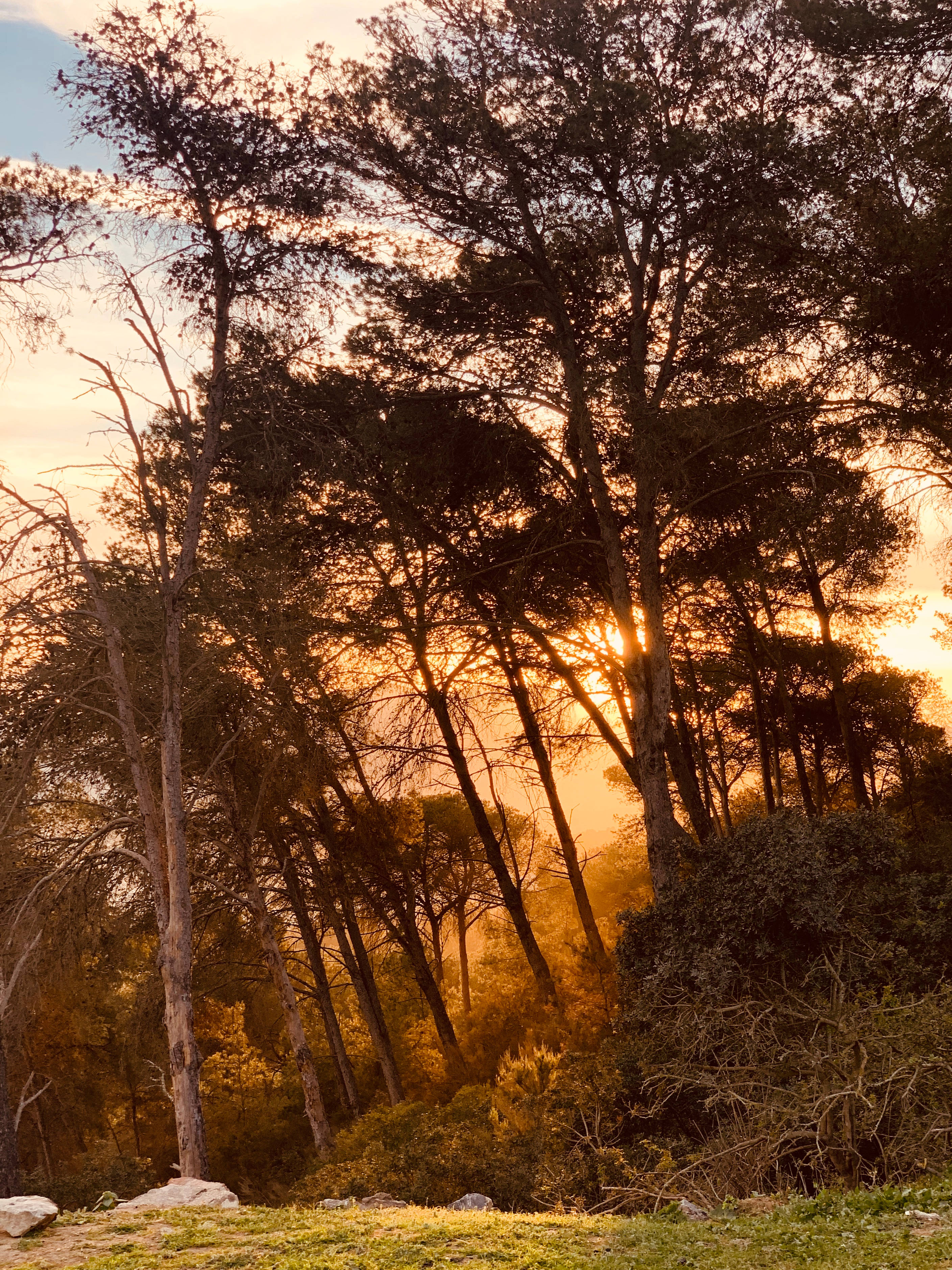 Cabo 桌布 壁紙 — 夕陽穿過高大的樹木，將金色光線投射在散落岩石和雜草的森林地面上。