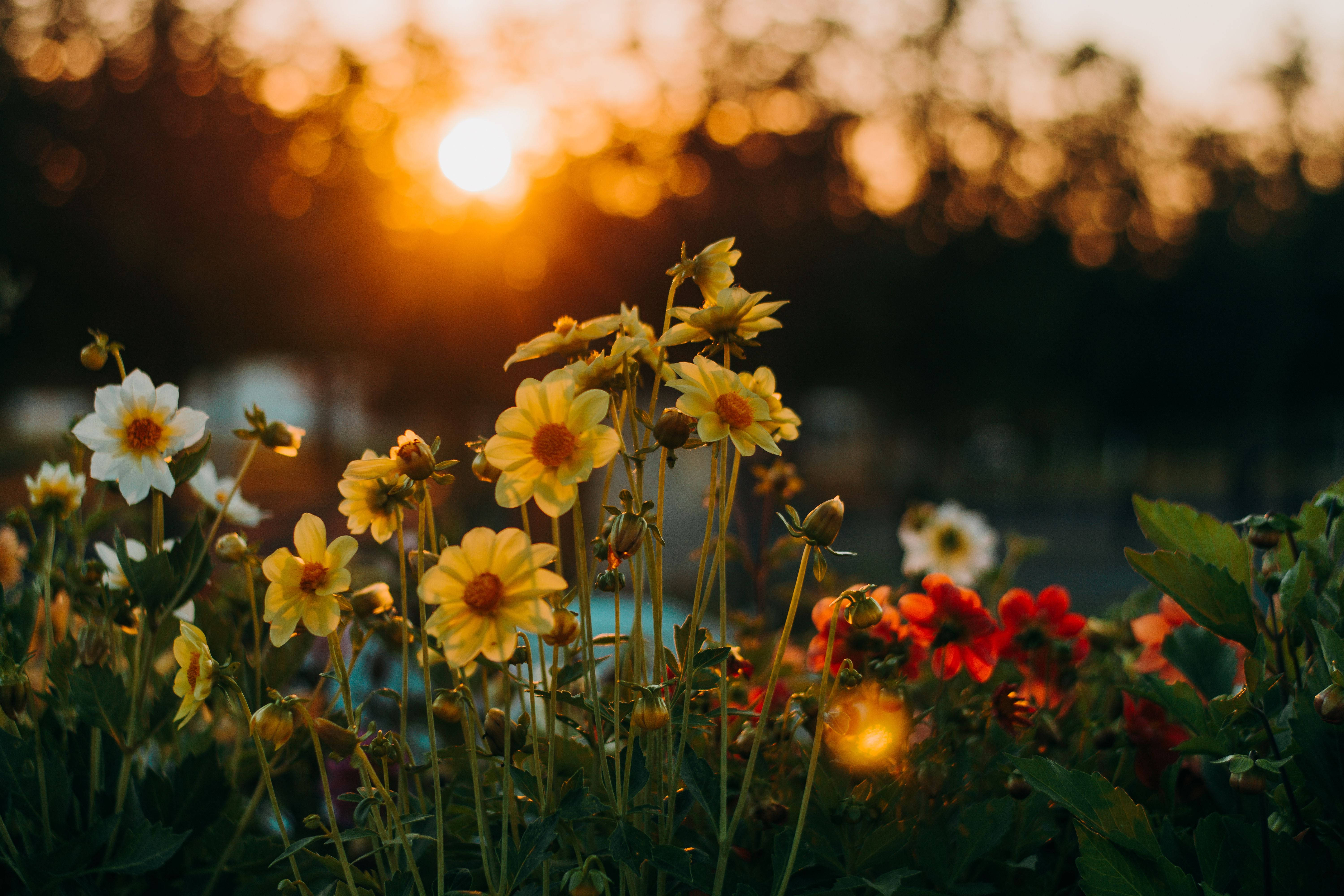 風景 桌布 壁紙 — 夕陽背光照射花園中的黃色和白色雛菊，營造柔和散景效果。