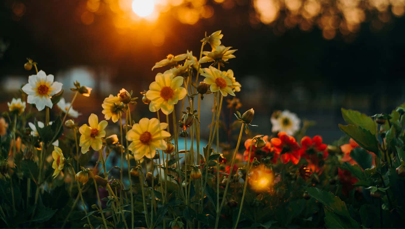 1360x768 桌布 壁紙 — 夕陽逆光照亮花園中的黃色和白色雛菊以及紅色花朵，營造出溫暖的金色光芒。