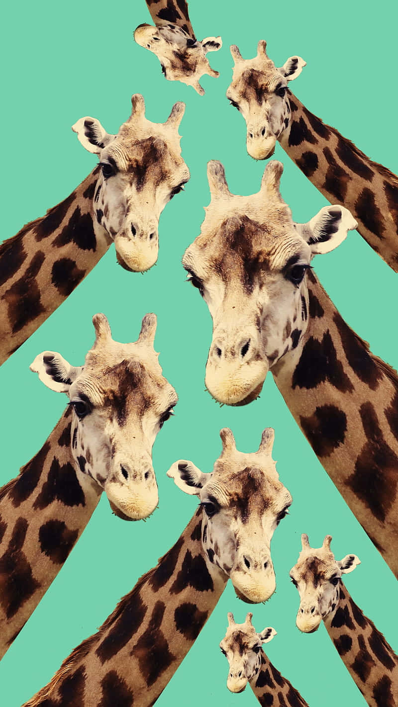 giraffes 桌布 壁紙 — 多個長頸鹿頭部在純青色背景上以動態拼貼畫直接凝視觀眾。