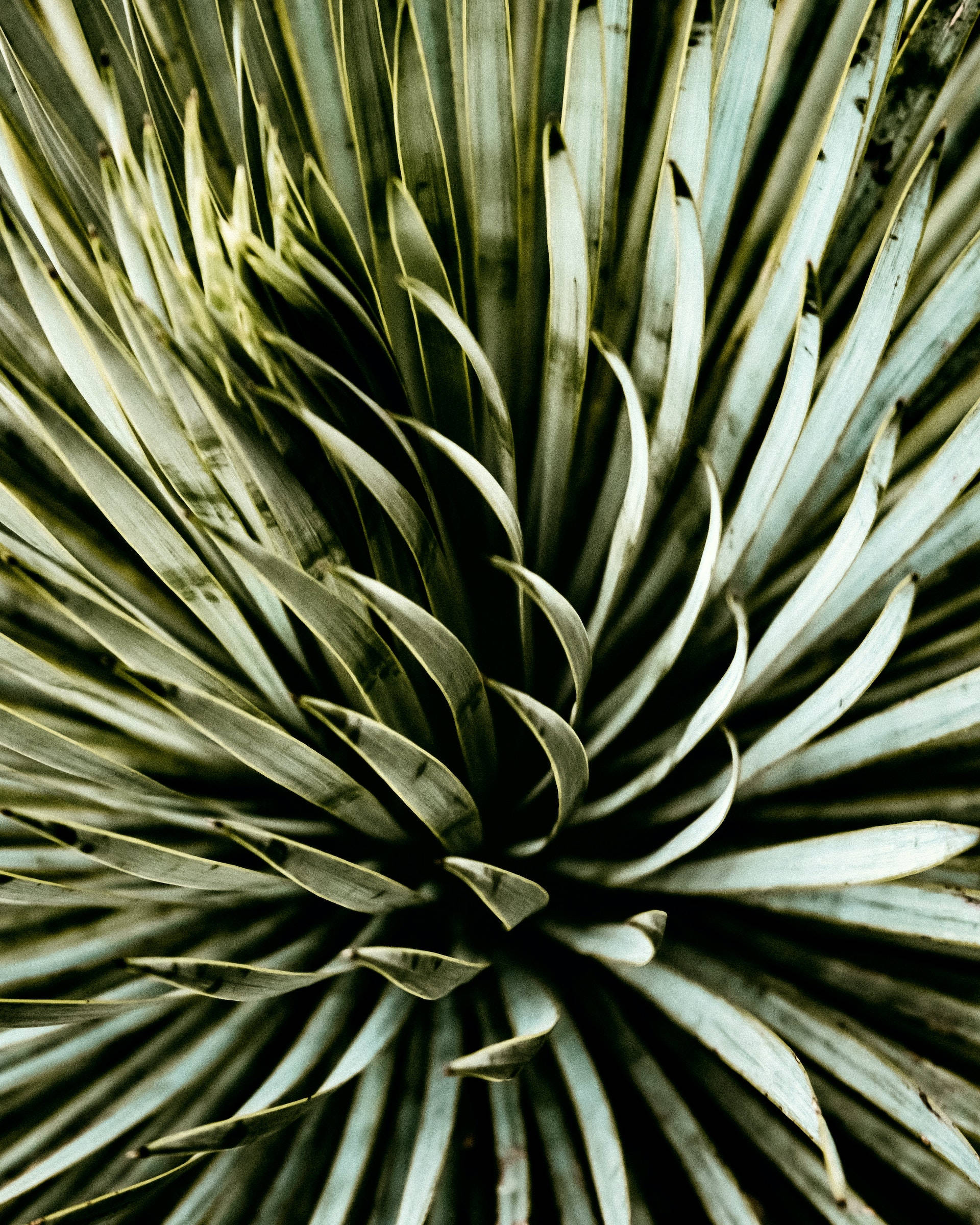 Plant Aesthetic 桌布 壁紙 — 多刺多肉植物的特寫，葉片呈放射狀，色調柔和，以綠色和灰色為主。
