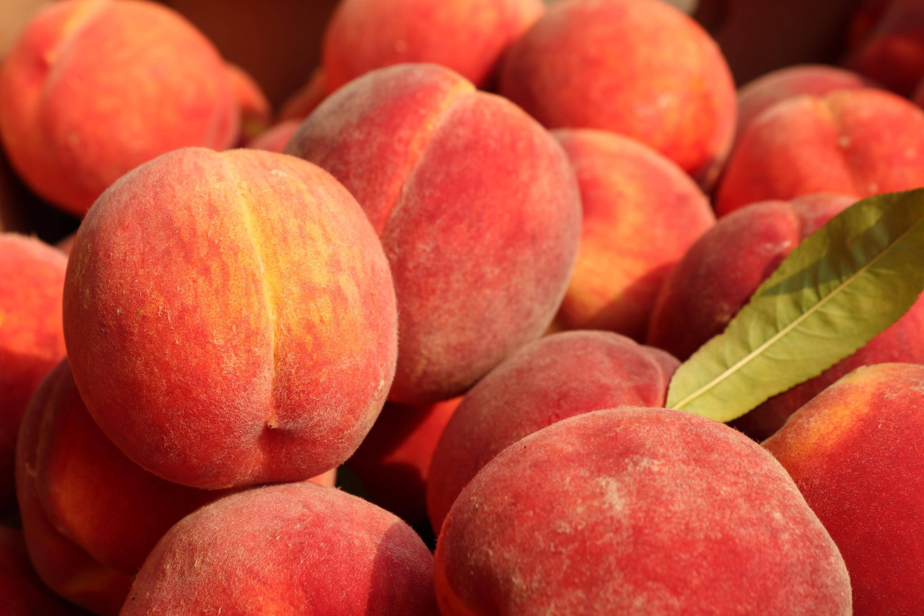 Fruits 桌布 壁紙 — 多汁成熟的桃子堆疊在一起，帶有柔軟絨毛的果皮，一片綠葉增添清新感。