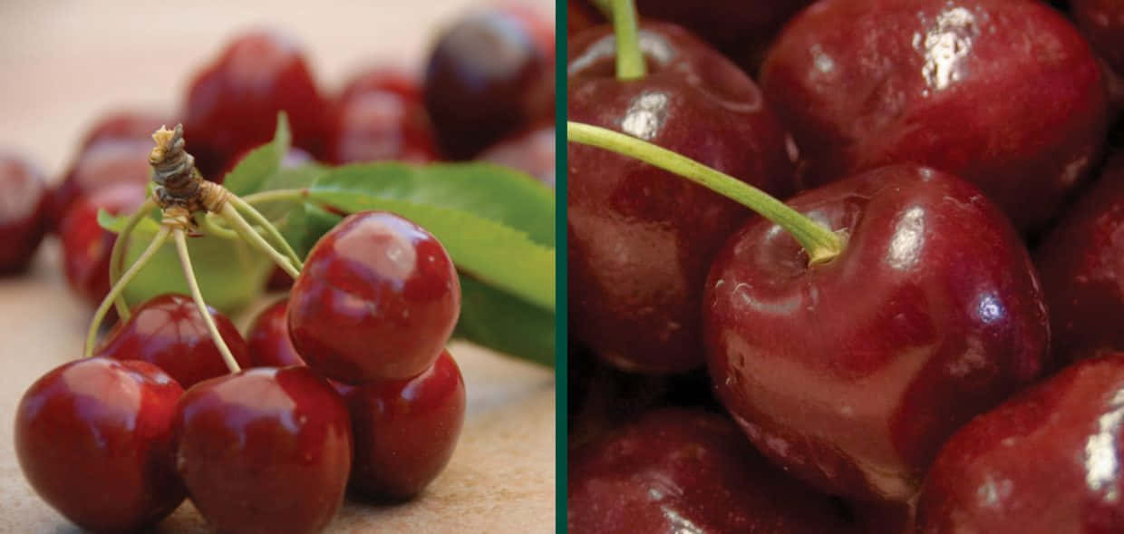 Red Cherries 桌布 壁紙 — 多汁成熟的櫻桃在木質表面上閃爍著露水般的光澤，旁邊襯有新鮮綠葉。