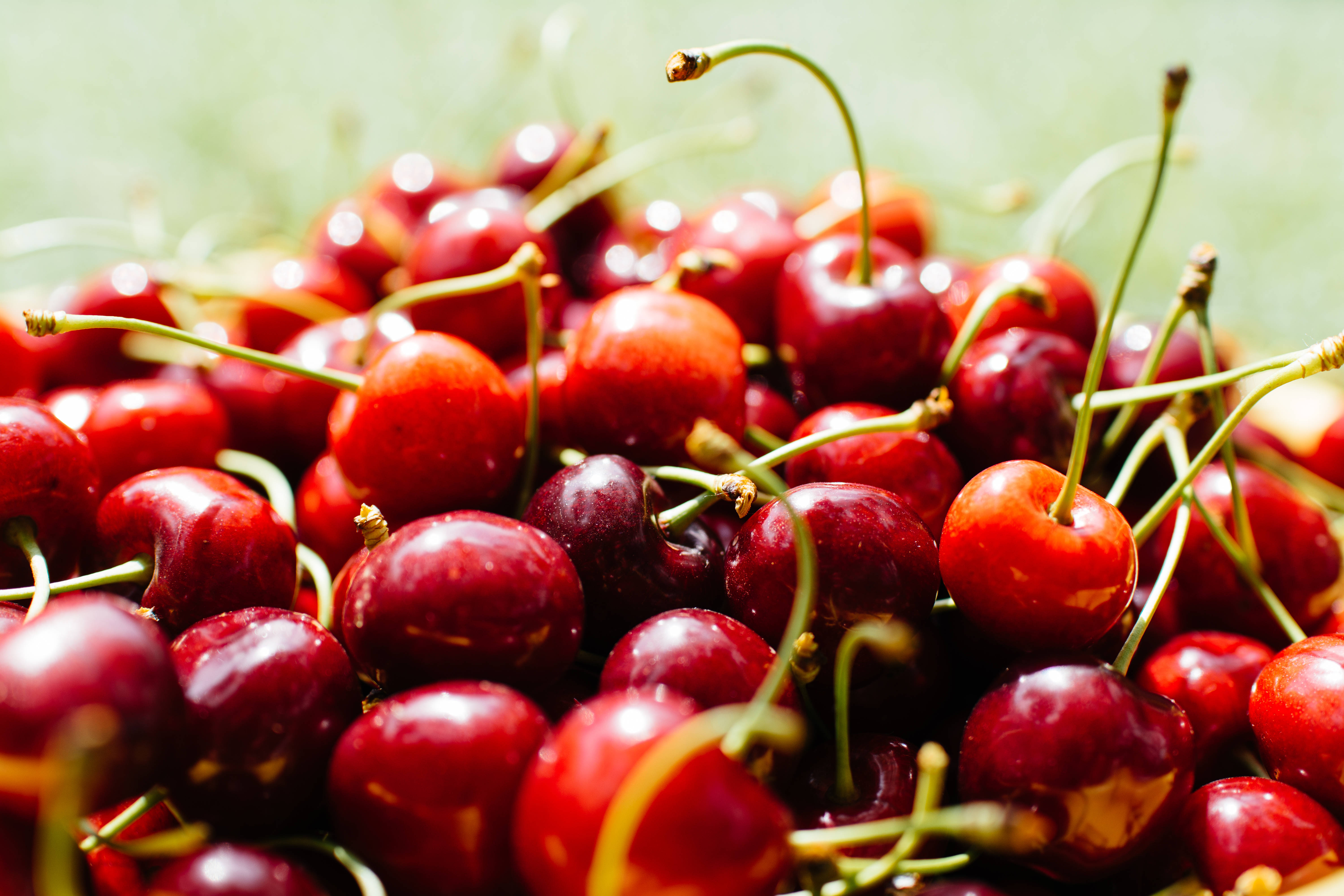 Fruits 桌布 壁紙 — 多汁成熟的櫻桃帶有綠色莖部，在明亮陽光下閃閃發光，呈現充滿活力的特寫。