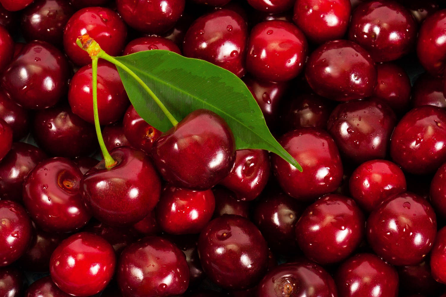 Fruit 桌布 壁紙 — 多汁成熟的櫻桃閃爍著水滴，一片綠葉靜靜地躺在果簇之上。
