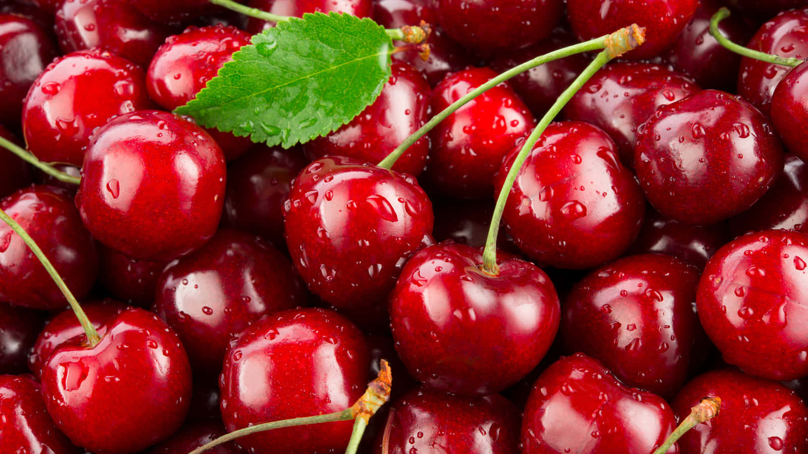 Red Cherries 桌布 壁紙 — 多汁成熟的櫻桃閃爍著露珠，一片綠葉點綴在鮮紅的果實上。