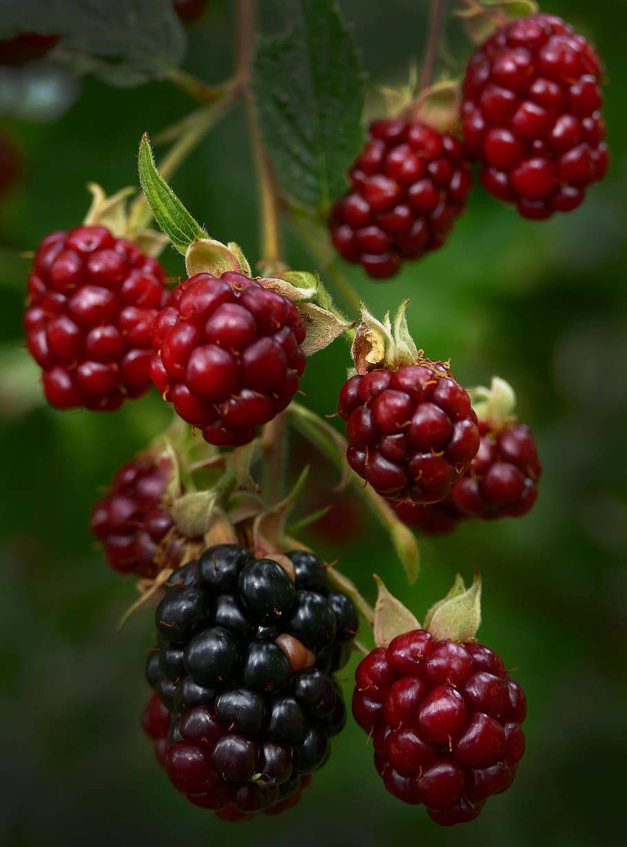 Berry 桌布 壁紙 — 多汁成熟的紅黑莓，呈現不同深淺的紅色和黑色，成串掛在帶有綠葉的藤蔓上，背景是模糊的自然景色。